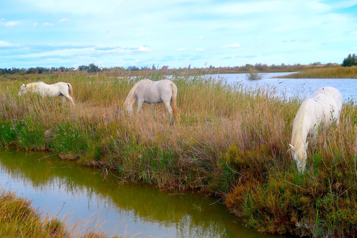 Arles Interlude, 4-7 October
